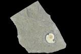 Fossil Ammonite (Promicroceras) - Lyme Regis #110717-1